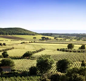Bolgheri