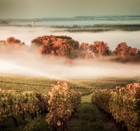 bordeaux.jpg