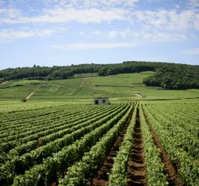 Cote-de-Nuits.jpg