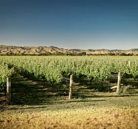 Marlborough.jpg
