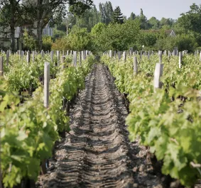 Pauillac.jpg