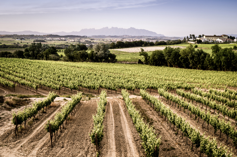 Penedes.jpg