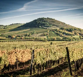 Tokaj.jpg