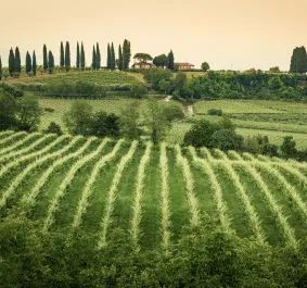 Treviso