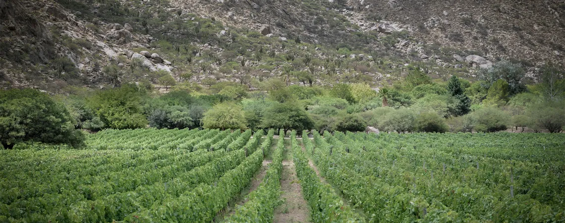 salta
