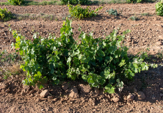 Bodegas Margon (1)