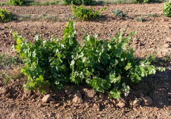 Bodegas Margon (1)