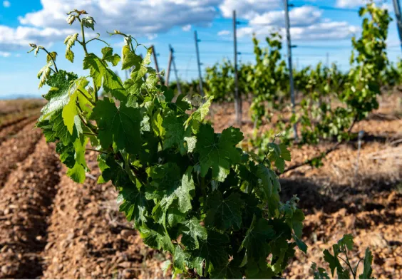 Bodegas Margon (10)