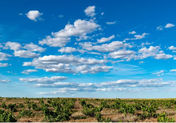 Bodegas Margon (4)