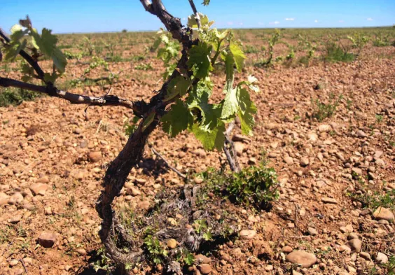 Bodegas Margon (6)