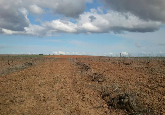 Bodegas Margon (7)
