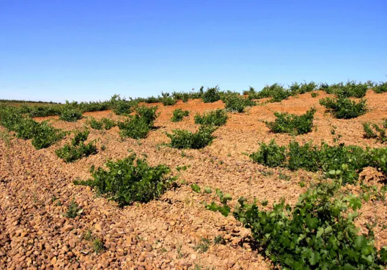Bodegas Margon (8)