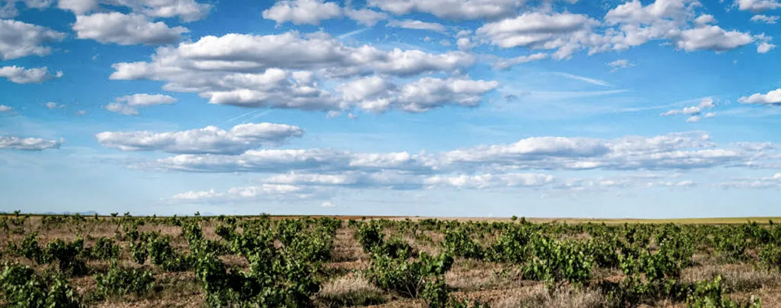 Bodegas Margon header