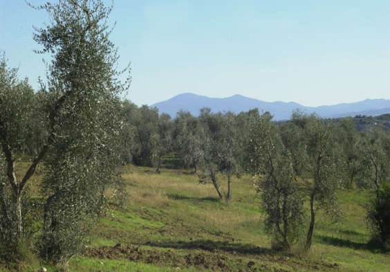 felsina (15)