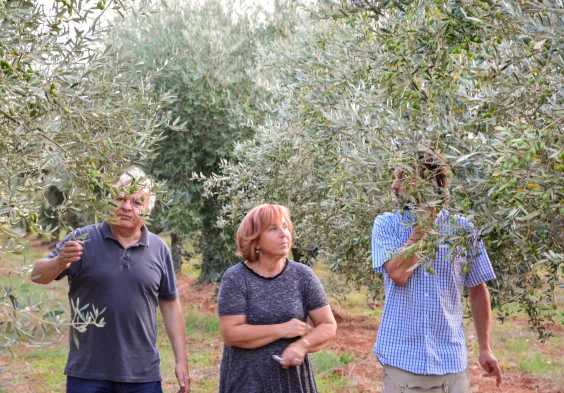 olio viride belic