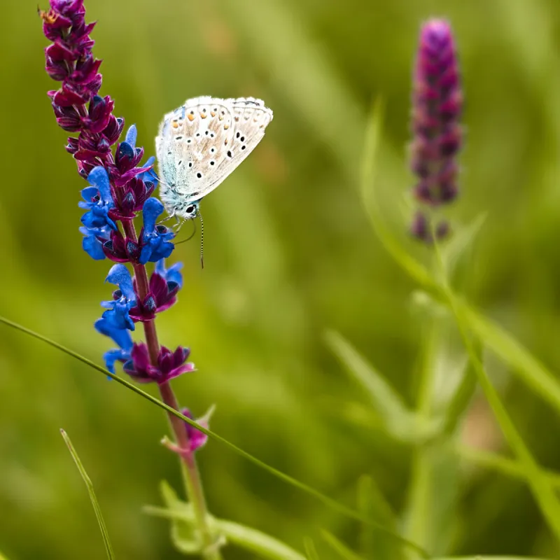 bio und natural stage mobile juni 2023